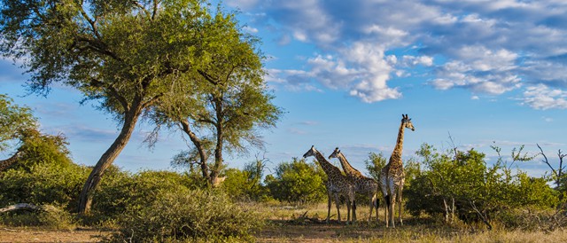 giraffe-in-the-bush-of-kruger-national-park-south-2022-08-31-04-29-37-utc